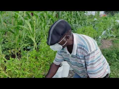 How to Water Masepo, Basil or Scent Leaves