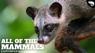 The Most Complete Guide To Mammals Ever Made!