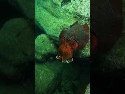 Squid Attack 2 #seiche #octopus #squid #fishing #ocean #anime #scubadiving #asmr #fish #bgmi