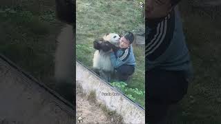 Panda 🐼 Funny Baby #funny #panda #cute #pandas #pandafunnyvideo #pandababy #pandapuppy #core #usa