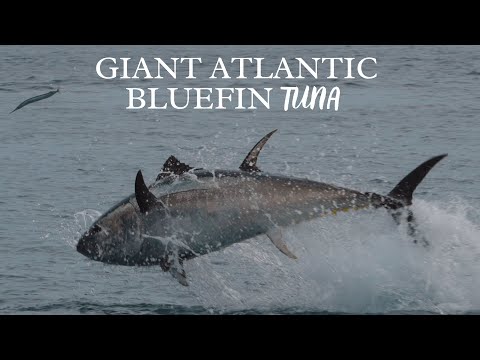 INCREDIBLE LEAPING Atlantic Giant Bluefin Tuna in United Kingdom