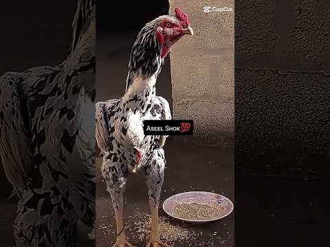 November 18, 2024(2)