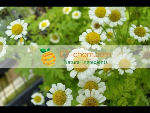 Feverfew extracts, Tanacetum parthenium extracts, Parthenolide ,benefits, production,2018,organic