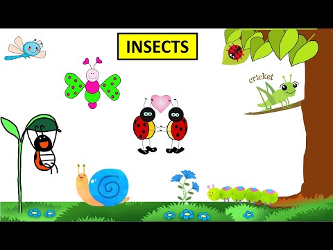 CBSE: Class 4: Science: Insects