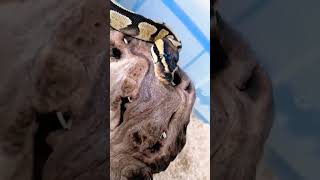 enchi yb het genetic stripe ball python 👌 #cute #snake #reptiles #ballpython #animals #1million