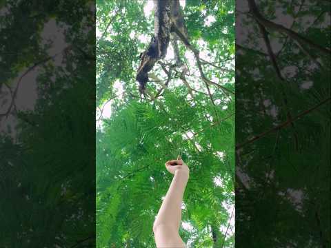 Slice of My Life in Village🏡🍃#viralshorts