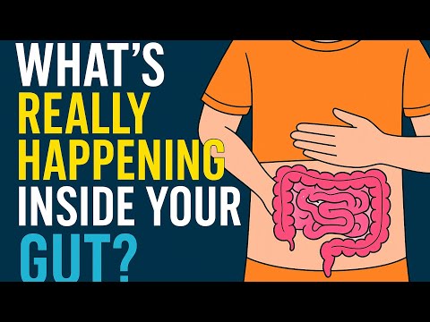 What’s Really Happening Inside Your Gut?