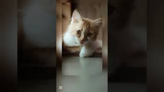 Cute animals cats #foryou #wildlifefun #shortvideo #cute #wildlife #fun #funny #wildlifefun #cute