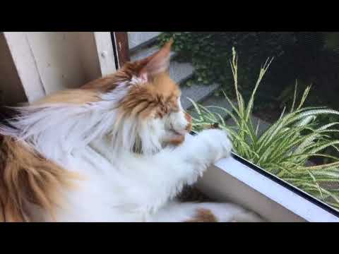 kitty 1   HD 720p