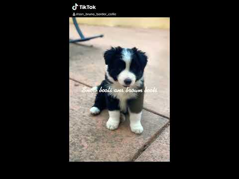 Border Collies