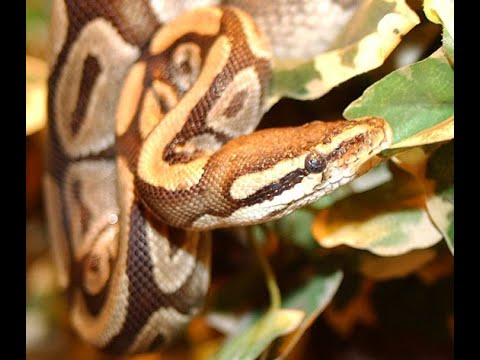 ANIMALES DE LA SELVA TROPICAL -- GRAN DOCUMENTAL DE LA FLORA Y FAUNA