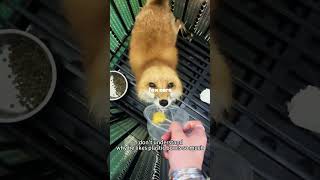 fox core :3  #fypシ゚viral #cute #pets #dc #fox #furry #shorts #viral  #puppy