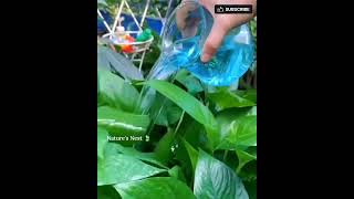 gardening ideas 🍃@planting-a99  #fertile #planting #garden #gardening #plants #growth