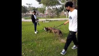 Bull terrier  vs American bully