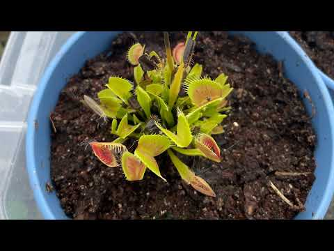 Blue crafts and garden Live Stream