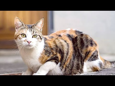Cats Fighting with sound - Funny Cats and Kittens Meowing Compilation Exclusive Video, বিড়াল।
