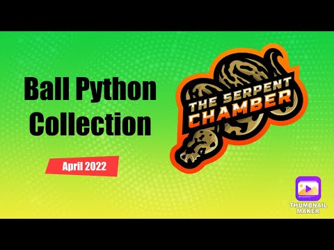 Ball Python Collection - April 2022