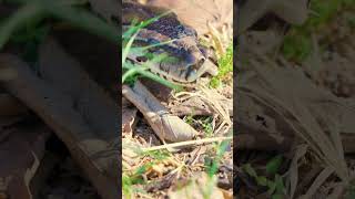 Did you know Snakes use snorkels? Southern Python digestion #snakehandling #reptiles #snake