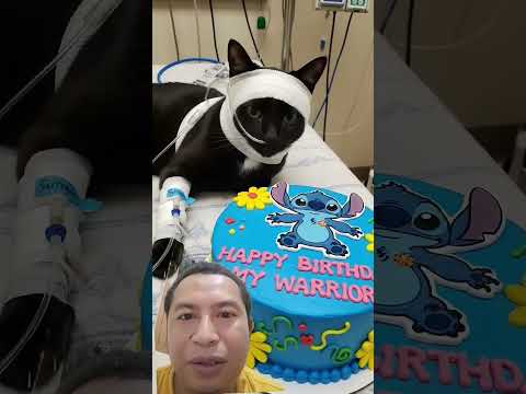 Ulang tahun yang menyedihkan #animalintelligence #cat #cute #shorts