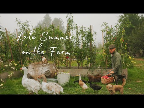 Harvest Season on the Farm: Canning Tomatoes & Creating Cozy Spaces