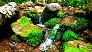 Relaxing Music and Gentle Stream Water Sounds: Beautiful Piano, Sleep Music, Stress Relief Music