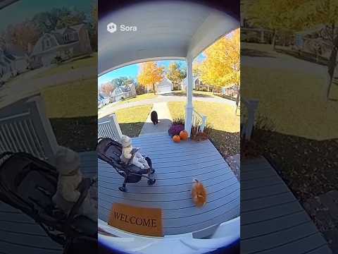 Incredible Moment Cat Saves Baby! (Doorbell Cam) 🤯 #cat #hero #Shorts