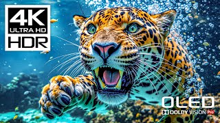 Amazing Wildlife in Stunning 4K HDR 120 FPS Video - Dolby Vision