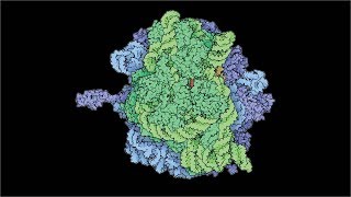 Origins of Life: Evolutionary Computation | Stephanie Forrest