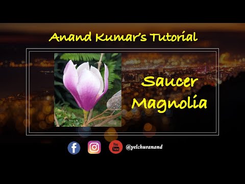 Saucer Magnolia in Sugar Tutorial by Anand Kumar