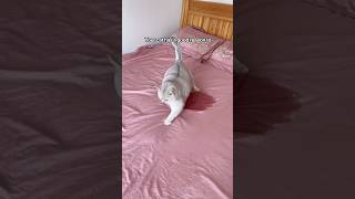 Your cat actually has a good reason to do this!#cat #catproblems #anxiouscat
