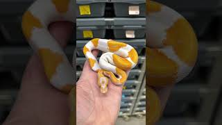 Some of the Dreamsicles hatched here in 2025. #ballpythonmorphs #royalconstrictordesigns #dreamsicle