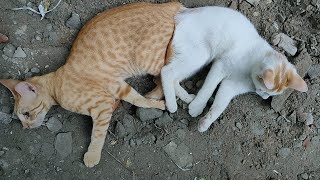 #petlover #petlovers #pet #pets #catvideo #catvideos #cats #cat ‎⁨‎⁨@rajidailyvlog6212