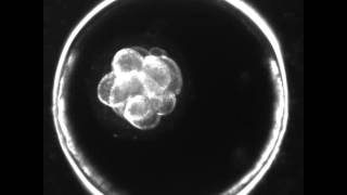 The Stages of Embryo Growth