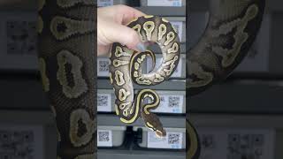 Mojave dbl het VPI / DG poss het Pied #ballpython #ballpythonmorphs #ballpythonbreeder #snake