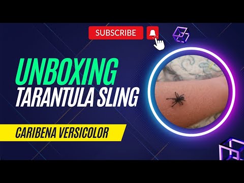 Unboxing Caribena Versicolor Sling [Antilles Pink Toe Tarantula]