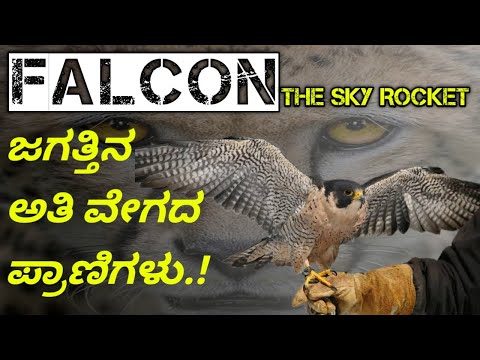 ಜಗತ್ತಿನ ವೇಗದ ಚಾಂಪಿಯನ್ಸ್!|The Fastest Animals You Never Knew Existed in the world🌍