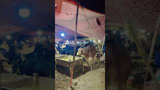 PAKISTAN EID COW AND GOAT MARKET #pakistan #urdu #music #shorts