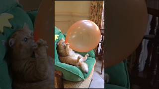 قطه كيوت 🐈🐈قطه شقيه 🐈قطة منزل🐈🐈#shirts #funny #comedy #متميز