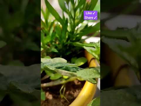 #Dianthus #flower #music