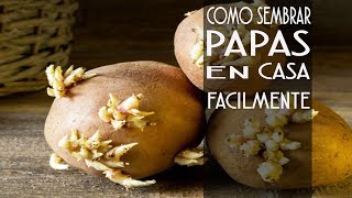COMO SEMBRAR PAPAS EN CASA FACILMENTE/ #2023 #huertourbano