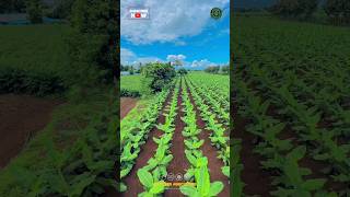 Banana Farming Process