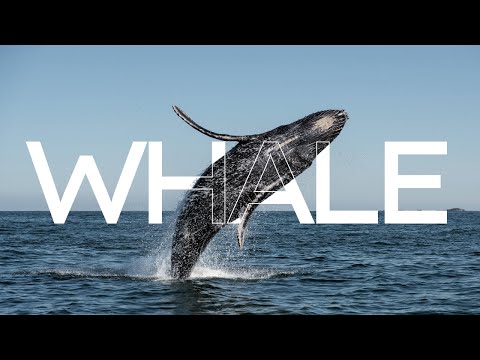 Whale Watching Adventure: Experience the Majesty of the Ocean