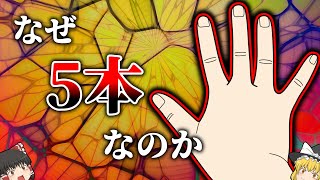 【ゆっくり解説】指が4本だとどうなる？【雑学】