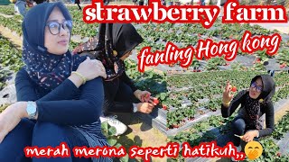 GREBEK HONG KONG FANLING STRAWBERRY GARDEN ‼️SUPER SWEET BIG FRUIT
