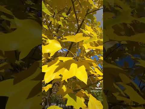 Жовті клени 💛 Golden maples #autumn #maples #осінь #жовтень #october