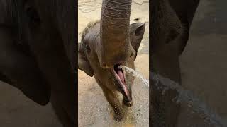 elephant drinking water