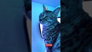 Custom Mouse Cursor (so clean 🤤) #shorts