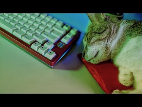 My cat fell asleep to my typing... [Gateron Ink Black V2 Typing sounds ASMR]