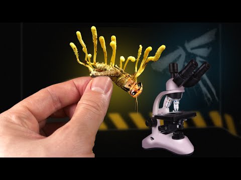 CORDYCEPS: WE FOUND THE MUSHROOM FROM The Last Of Us AND INFECTED INSECTS WITH IT Part 1