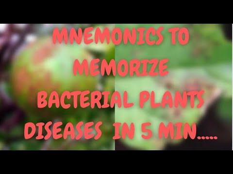 Mnemonics For Bacterial Diseases Of Plants   First Year Biology